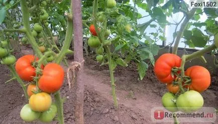 Președintele de tomate f1 - semințe noi - „președinte-perfecțiune! Nr israelian și turcă