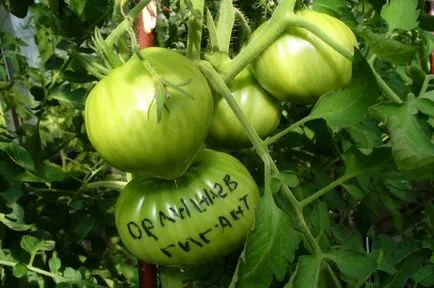 Tomate - portocaliu descriere varietate gigant, fotografii de fructe, în special randamentul de tomate