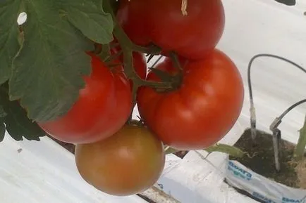 Tomate - Președinte Descriere 2 f1 și caracteristicile soiurilor, consiliere cu privire la tomate în creștere