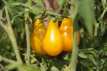 Tomate Honey Caracterizarea picătură și descrierea, grad randament, fotografii și recenzii