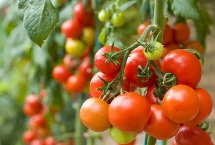 Домат - Анастасия пълно описание на сорта и растящи функции, характеристики и домати снимка