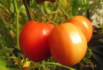 Tomate - o descriere torță și caracteristicile soiurilor de tomate, consiliere cu privire la creștere și fotografii