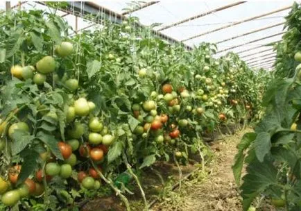 Tomate Magnus comentarii f1, fotografii și cultivarea de tomate