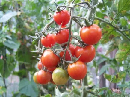 Tomate Anastasia descriere, fotografii, comentarii