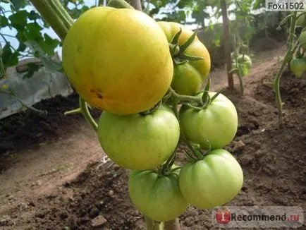 Președintele de tomate f1 - semințe noi - „președinte-perfecțiune! Nr israelian și turcă