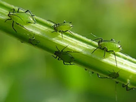 Afidele privind controlul și prevenirea houseplants