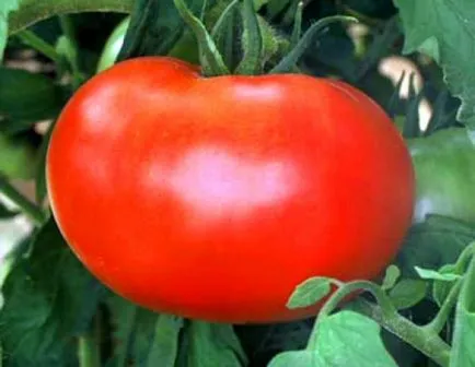 Tomate - mândrie descriere Siberia a soiului, caracteristicile de fructe și fotografii