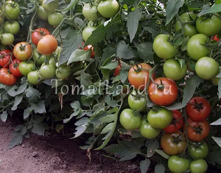 comentarii de tomate Magnus, fotografii, productivitate