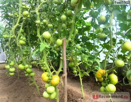 Președintele de tomate f1 - semințe noi - „președinte-perfecțiune! Nr israelian și turcă