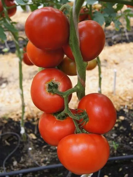 Tomate - Președinte Descriere 2 f1 și caracteristicile soiurilor, consiliere cu privire la tomate în creștere