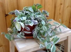 Tradescantia, грижи у дома