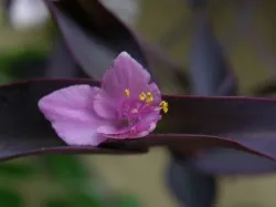 Tradescantia, грижи у дома