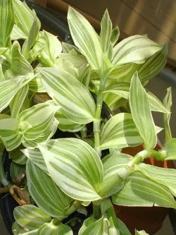 Tradescantia, грижи у дома