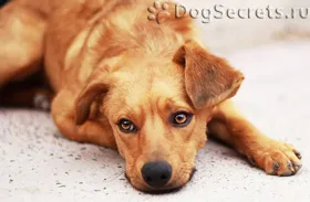 Traheită simptomelor câini, tratament