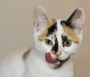 Calico pisică, cu mustăți