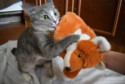 Pisica Instruit Masyanya din Tver executa comenzi mai bine decât majoritatea câinilor
