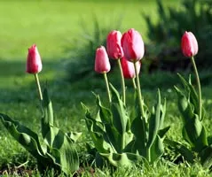 Историята Tulip, особено растежа и развитието