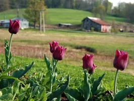 Istoria Tulip, în special creșterea și dezvoltarea