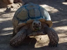 Oamenii de știință au dat seama cum să se întoarcă peste broască țestoasă