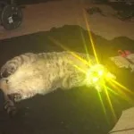 La pisici ochii strălucire (12 poze)