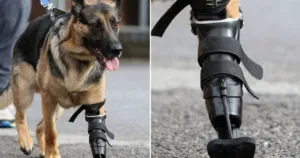 Немското овчарско куче се отрече на задните крака, причини и решения