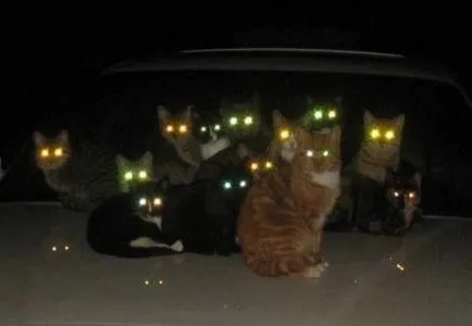 La pisici ochii strălucire (12 poze)