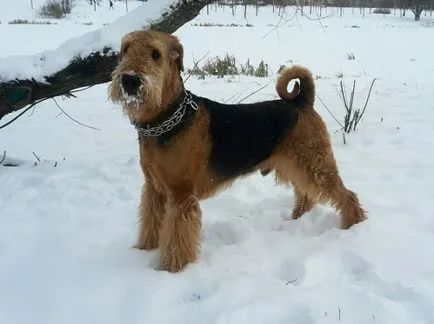 Împodobesc ele însele orice caine de interior rasa Airedale