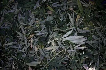 Crop de marijuana (23 poze) - triniksi