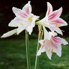 Ápolás Hippeastrum és termesztési módszerekkel - szobanövények