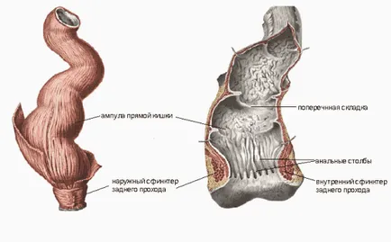 ecografie intestinului sau colonoscopie - ceea ce este mai bine