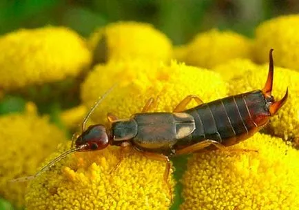 Urechelniță (diplura) - ceea ce este periculos, cum să scape