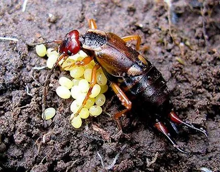 Urechelniță (diplura) - ceea ce este periculos, cum să scape