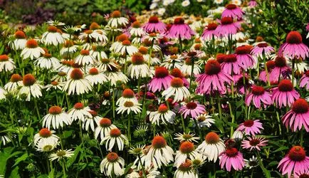 Vedele sunt cele mai utile plante medicinale pentru gradina