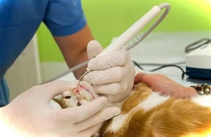 dentist veterinarul Nijni Novgorod, stomatologie veterinară