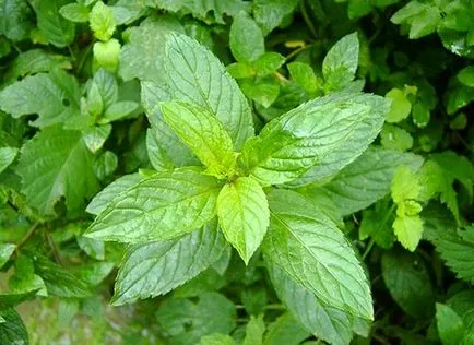 Vedele sunt cele mai utile plante medicinale pentru gradina