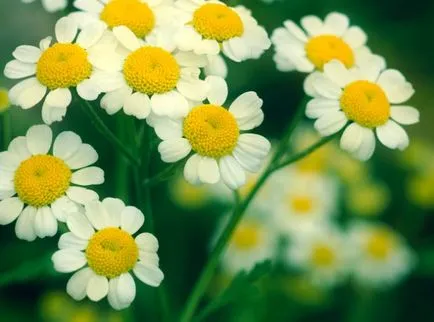 Vedele sunt cele mai utile plante medicinale pentru gradina