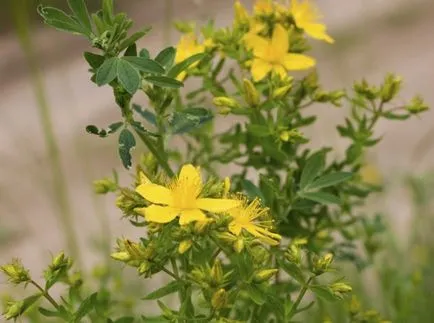 Vedele sunt cele mai utile plante medicinale pentru gradina