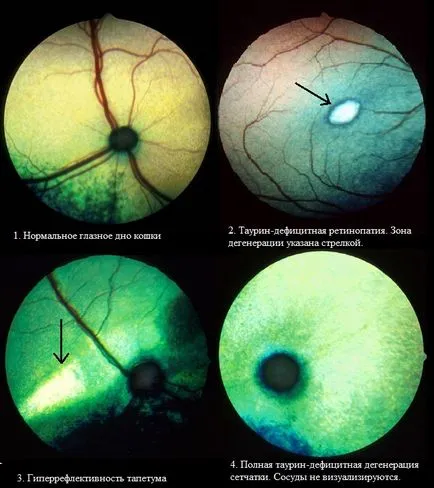 Vetklinike Lâna de Aur - degenerescență retiniană la câini și pisici