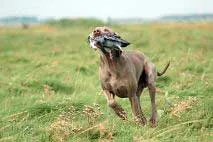 Weimaraner (Ваймар Pointer) Silver Ghost