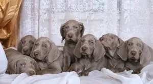 Weimaraner - сребро призрак Германия