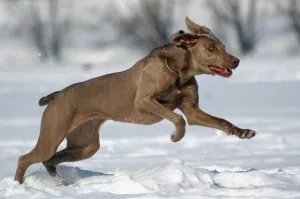 Weimaraner - сребро призрак Германия