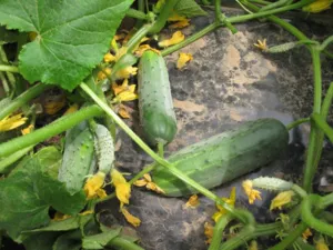 Избирането краставица семена за открит терен, ранните и късните сортове