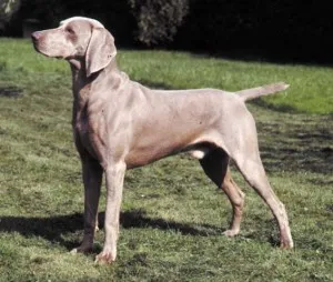 Weimaraner - сребро призрак Германия