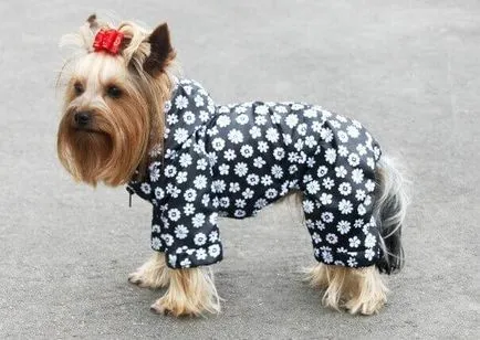 Minták a Yorkshire terrier kutya saját kezűleg