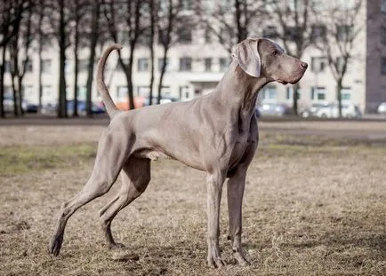 Weimaraner - The Silver Дух - най-добрата снимка!