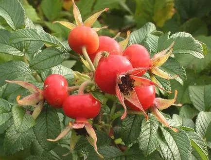 Изборът Rosa rugosa