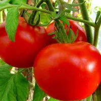 soiuri Tall de tomate pentru sere descriere, fotografii, comentarii