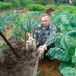 Високите легла Igorya Дядова как да се направи умен градина със собствените си ръце (плюсовете и минусите, дизайн легла,