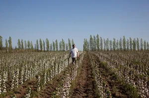 Cultivarea arborilor columnare, plantarea și îngrijirea de mere și pere columnare