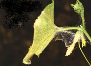 Növekvő uborka erkéllyel műanyag palackok lépésről lépésre video